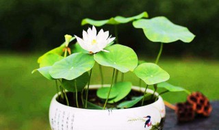 迷你荷花养殖方法 迷你小荷花怎么种