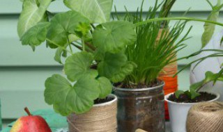 蟹爪兰的养殖方法和注意事项（蟹爪兰的养殖方法和注意事项 盆栽）
