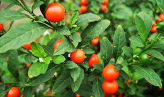 冬珊瑚的养殖方法（冬珊瑚的养殖方法和注意事项不结果怎）