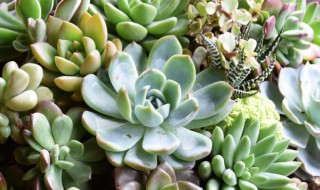 帝王玉露的养殖方法（帝王玉露多肉植物）