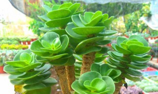 金钱木老桩的养殖方法（多肉植物金钱木老桩养殖方法）