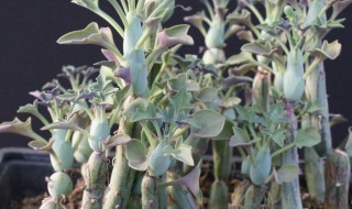 仙人笔的养殖方法 仙人笔怎么养
