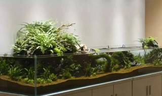 鱼缸植物养殖方法（鱼缸植物怎么养）