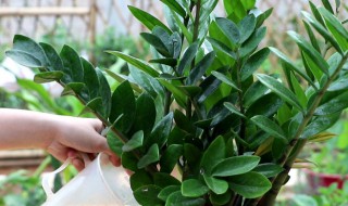 螺旋铁的养殖方法和注意事项 螺旋铁的养植