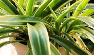 美国吊兰的养殖方法 吊兰的养殖方式