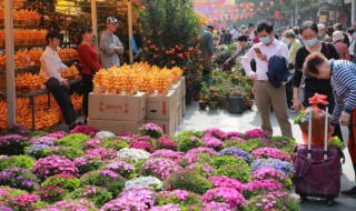 中国龙兰花的养殖方法 中国龙兰花的养殖方法和注意事项
