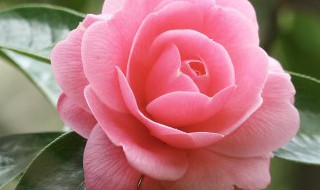 香水茶花的养殖方法 香茶花怎么养