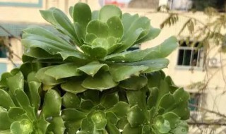 绿羊绒的养殖方法 多肉法师绿羊绒的养殖方法