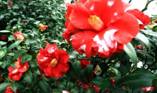 茶花在北方的养殖方法 北方茶花的养殖方法家里如何养好茶花