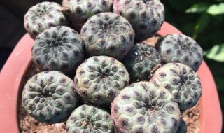 紫丽丸养殖方法 日本紫珠的养殖方法