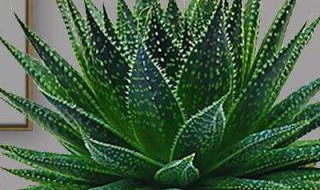 雪花芦荟的养殖方法（雪花芦荟的养殖方法和注意事项有哪些）