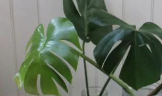 小龟背竹的养殖方法（小龟背竹的养殖方法和注意事项）