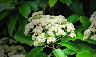 欧石楠养殖方法（欧石楠怎么养,放在什么环境）