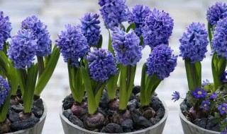 风信子的种植方法 风信子的种植方法与步骤