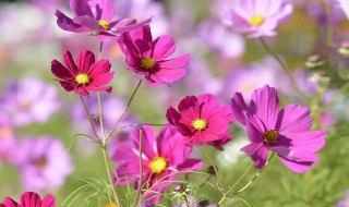 波斯菊种植方法和时间(波斯菊花种植方法和时间)