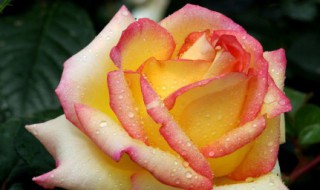 盆栽月季花怎么过冬（盆栽月季花冬天怎么养）