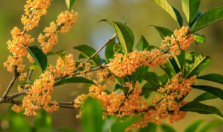 月月桂花树月月开花吗（桂花树月月桂）