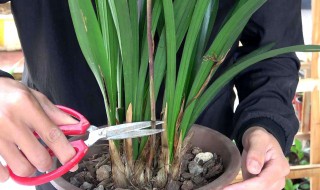 不怕积水烂根的花（不怕积水烂根的花不怕晒）