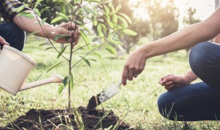 干旱的山上适合种什么树 什么树适合种在山上