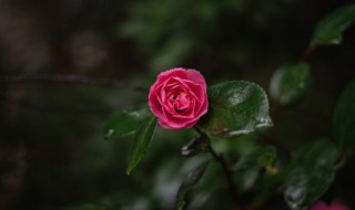 象征着善良温柔的花 象征温柔美丽的花