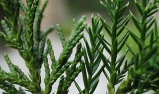 柏科植物有哪些 常见的柏科植物有哪些