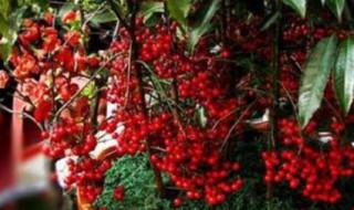 绿宝石海棠一年开几次花(海棠绿宝石花期)