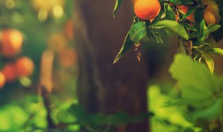 朴树几月份发芽 朴树什么时候发芽