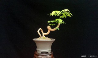 阳台黄花梨盆栽怎么养（黄花梨可以盆栽吗）