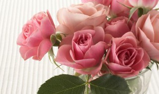 花店的玫瑰花怎么保存 花店的玫瑰花怎么保存时间长