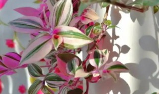 油画吊兰会垂掉下来吗 油画吊兰怎么不垂