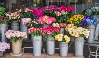 金鱼花吊兰植物室内好养吗 家里养金鱼吊兰花好吗