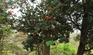 海棠花能在室内养吗（海棠花可以在室内养吗）