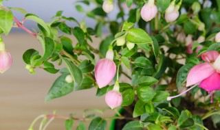 灯笼花怎么养殖 日本毛灯笼花怎么养殖