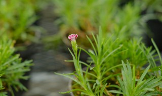 康乃馨盆栽只能养多久 种植的康乃馨能养多久