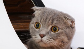 猫咪发情多长时间才能过去（猫咪发情大概几天能过去）