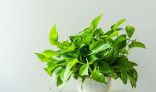 盆栽的绿萝叶子发黄怎么办（绿萝叶子有的发黄怎么办）