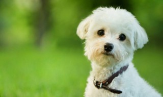 狗狗可以吃煮熟的鸡蛋清吗（煮熟的鸡蛋清可以给狗狗吃吗）