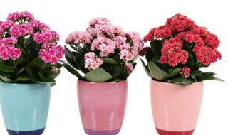 重瓣花有哪些适合南方室内盆栽的 南方室外盆栽花卉哪些好养