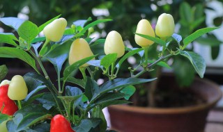 盆栽小彩椒的养殖技术（五彩椒盆栽的养殖方法）