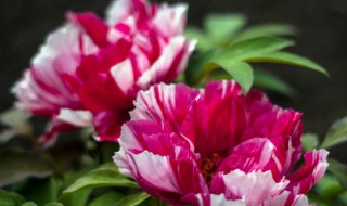 家养盆栽牡丹花怎么养（家庭盆栽牡丹花怎么养）