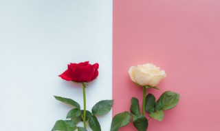 两朵白玫瑰代表什么意思 两朵红玫瑰和一朵白玫瑰代表什么意思