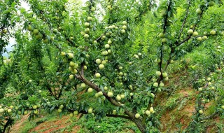 李子树苗几月份移栽好 李子树苗什么时候最适合移植