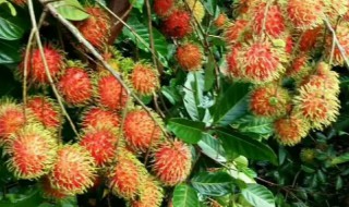 红毛丹的盆栽怎么种 红毛丹种植技术