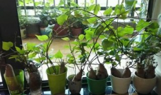 红薯盆栽对房间好处和坏处 家里养红薯盆栽好吗