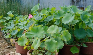 盆栽荷花繁殖方法 盆栽荷花的栽培方法