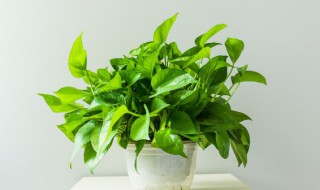 绿萝是花还是草（绿萝属于花类还是草类）