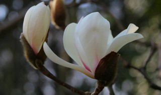 佛山市花是什么花（佛山市花是什么花图片）