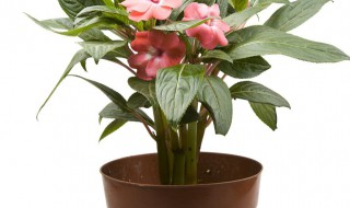 怎样养殖盆栽海棠 海棠盆栽怎么养殖方法