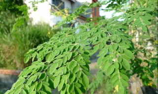 阳台盆栽辣木树方法（辣木盆栽技术）