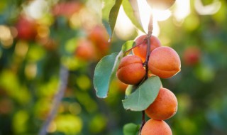 果树盆栽矮化方法 盆栽果树如何矮化